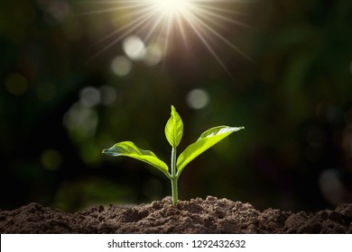 Small Plant Growing In Garden With Sunlight. Earth Day Concept