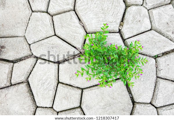 Small Plant Growing On Breaking Concrete Stock Photo Edit Now