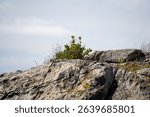Small plant growing on rock in coastal Bluff. Bluff is in Southland, New Zealand, where ferries depart for Stewart Island.
