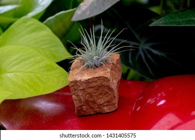 A small plant growing in a rock