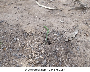 A small plant growing through dry soil, symbolizing resilience and hope in a barren landscape. - Powered by Shutterstock