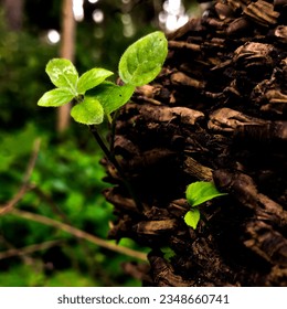a small plant grows in between roots