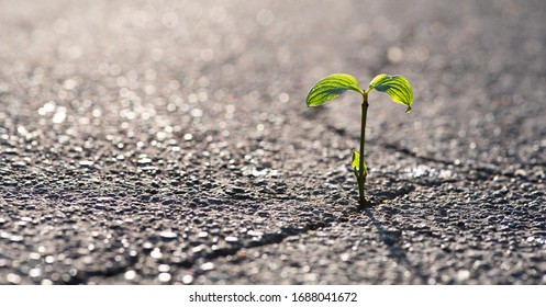 A Small Plant Grows From A Crack In The Tar