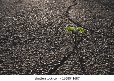 A Small Plant Grows From A Crack In The Tar