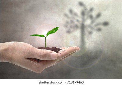 Small Plant In Hands With Large Tree Shadow 