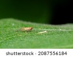 Small plant hopper on the egg plant leaf also known as brinjal. It is important vegetable insect pest which damage the egg plant crop. Used selective focus.