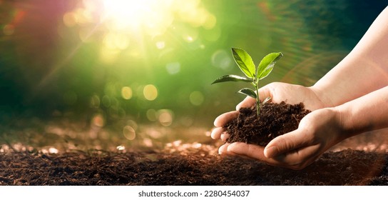 Small Plant Into The Ground - Hands Planting Young Tree With Sunlight And Flare Effects