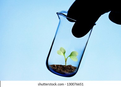 Small plant in laboratory glass. Ecology concept.