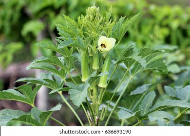 Small Plant Of Okra