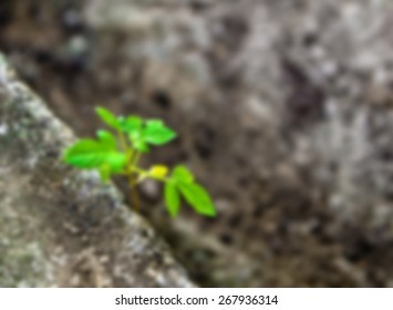 Small plant on concrete in Blur style