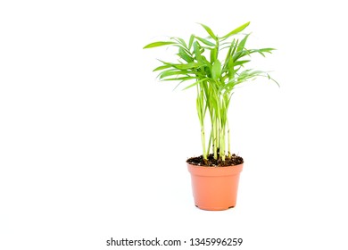 Small Plant Palm Tree Howea Kentia Growing In Brown Pot With Green Leave Isolated On White Background, Indoor Palm For Decorative In House.