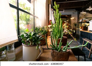 Small Plant Pot Displayed In The Window