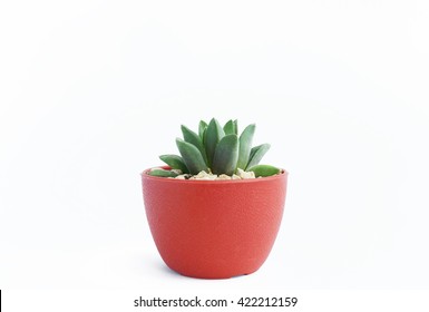 Small Plant Pot On White Background