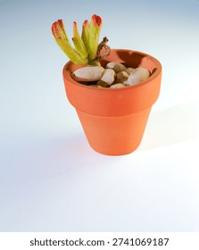 A small plant is in a small pot with some rocks. The plant is green and red
