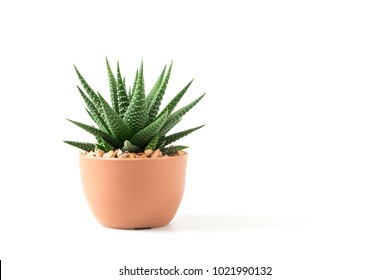 Small plant in pot succulents or cactus isolated on white background by front view - Shutterstock ID 1021990132