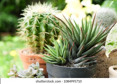Small Plant In Pot, Succulents Or Cactus