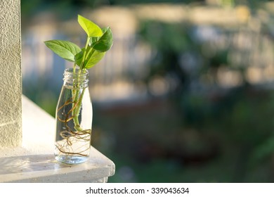 Small plant in recycle bottle
