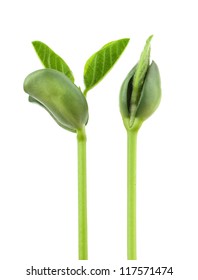 Small Plant Of Soy On A White Background