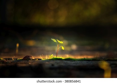 Small Plant In The Sunlight