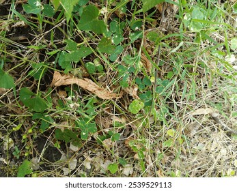 A small plant that grows above ground with heart-shaped leaves. The leaves are green with a few small white spots which may indicate a mild pest or disease infestation. - Powered by Shutterstock