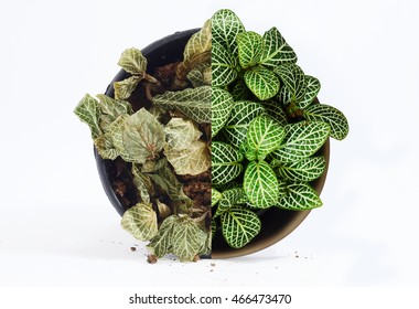 Small plant that is half dead and half alive on white background. Inspiration for concepts idea.