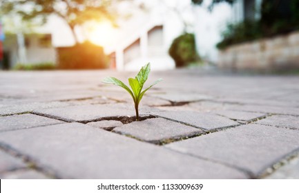 New Life Concept Seedling Growing Sprout Stock Photo 575819281 