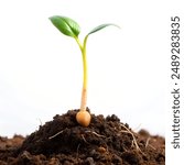 A small plant is visible, growing out of a mound of soil