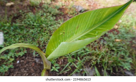 Small Plantain Tree With Water Drops