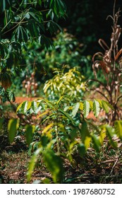 Small Plantation Of African Mahogany In Brazil.