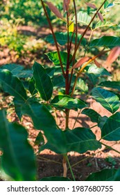 Small Plantation Of African Mahogany In Brazil.