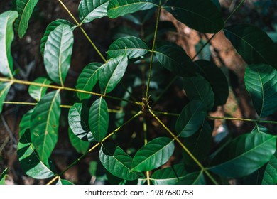 Small Plantation Of African Mahogany In Brazil.