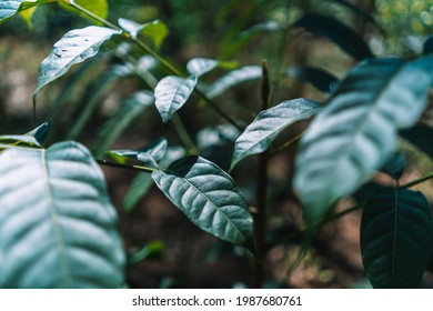 Small Plantation Of African Mahogany In Brazil.