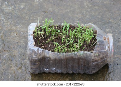 Small Plants Being Grown On Waste Bottle. Recycled Plastic Bottle Flower Pot With Chilli Seeds