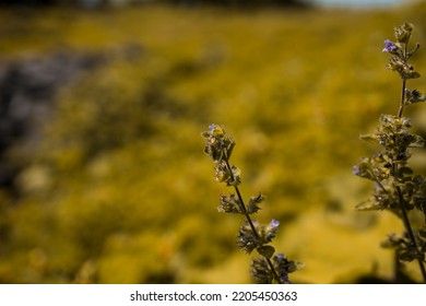 Small Plants With Defocus Background, Selective Focus, Wallpaper