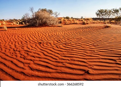 Small Plants In The Desert Of Western Australia