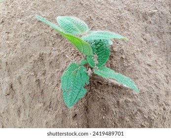 Small plants grow on fertile soil