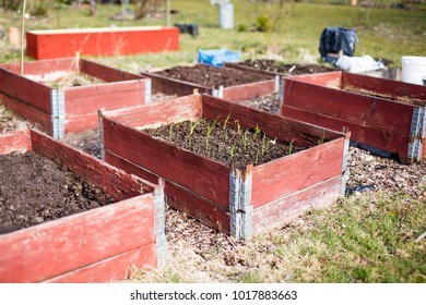 Small Plants Growing In Boxes In The Garden