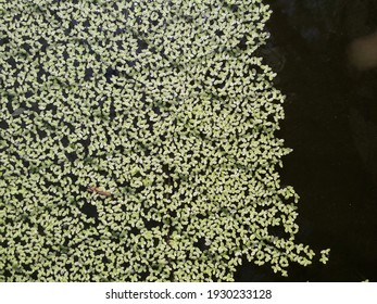 small plants that float on the water of the fish pond