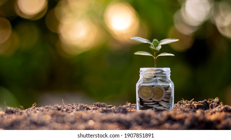 Small Plants That Grow Bottle Money, Coins On Soil, Business And Investment Growth Ideas.