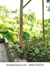 Small plants will begin to develop