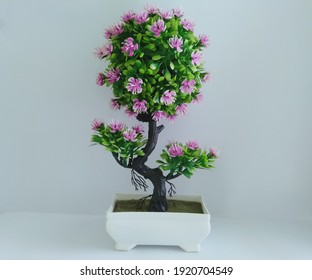 Bonsai Images, Stock Photos & Vectors | Shutterstock