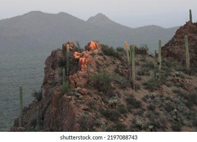 Small Plateau Located In The Tucson Mountains Dotted With Saguaro Cacti.