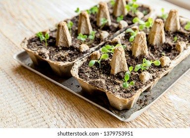 Small plats growing in carton chicken egg box in black soil. Break off the biodegradable paper cup and plant in soil outdoors. Reuse concept. - Shutterstock ID 1379753951
