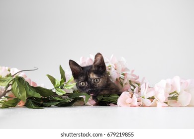 Small Playful Kitten Playing With Faux Flowers On A White Cyc Wall