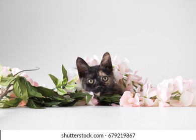 Small Playful Kitten Playing With Faux Flowers On A White Cyc Wall