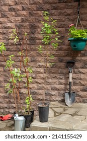 Small Plum Tree Sapling And Raspberry Seedlings Against Brick Wall. Plants In Flower Pots, Ready For Planting. Gardening Concept. 