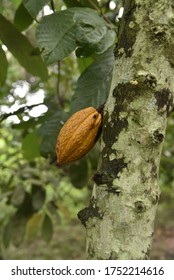 Small Pod Of Cocoa In A Cocoa Plantation In Ivory Coast