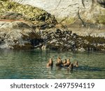 A small pod of harbor seals (binomial name: Phoca vitulina) in shallow water near South Marble Island in Glacier Bay National Park and Preserve in southeastern Alaska