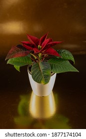 Small Poinsettia With Gold Background
