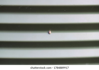 Small Pointed Snail (Cochlicella Barbara) On Rainwater Tank, South Australia